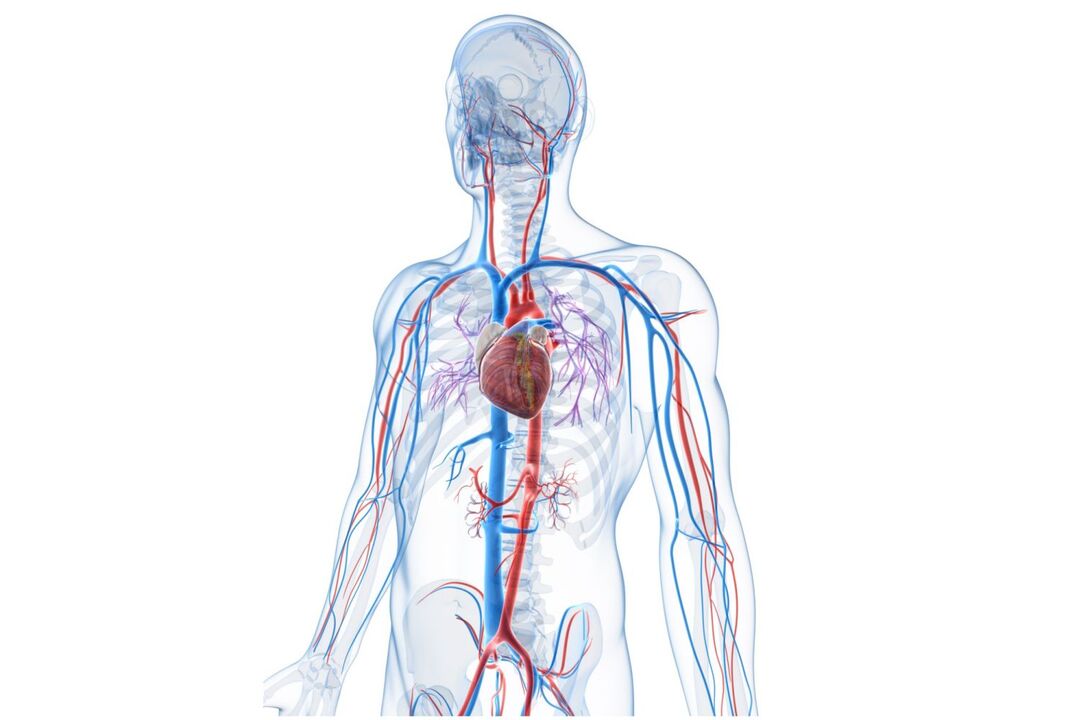 sistema cardiovascolare sano dopo l'assunzione di Blutforde